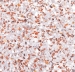 Forbo  Modul'Up Compact Graphic 9406UP43C - Coral Terrazzo